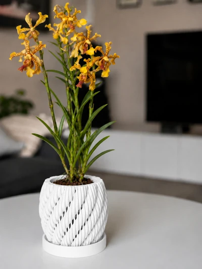 Aeris en Blanco Marfil
