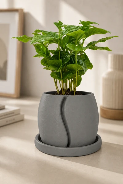 Cofesia en Gris Piedra