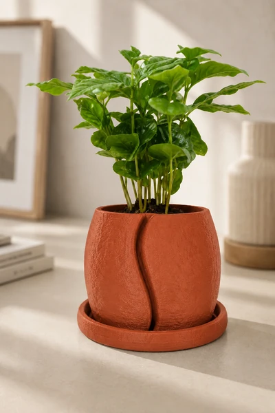 Cofesia en Terracota